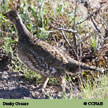 Dusky Grouse range map