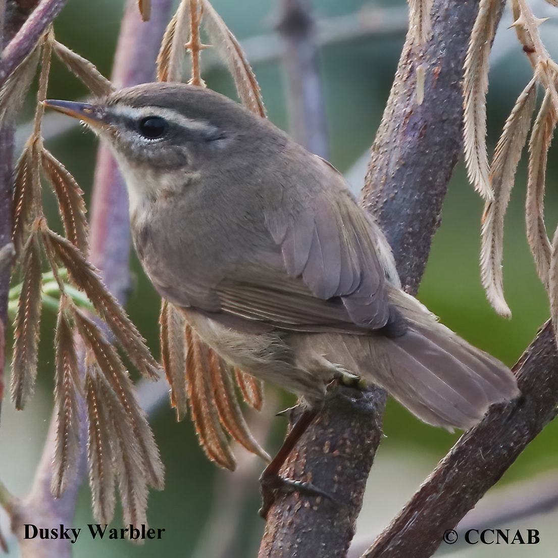 Dusky Warbler