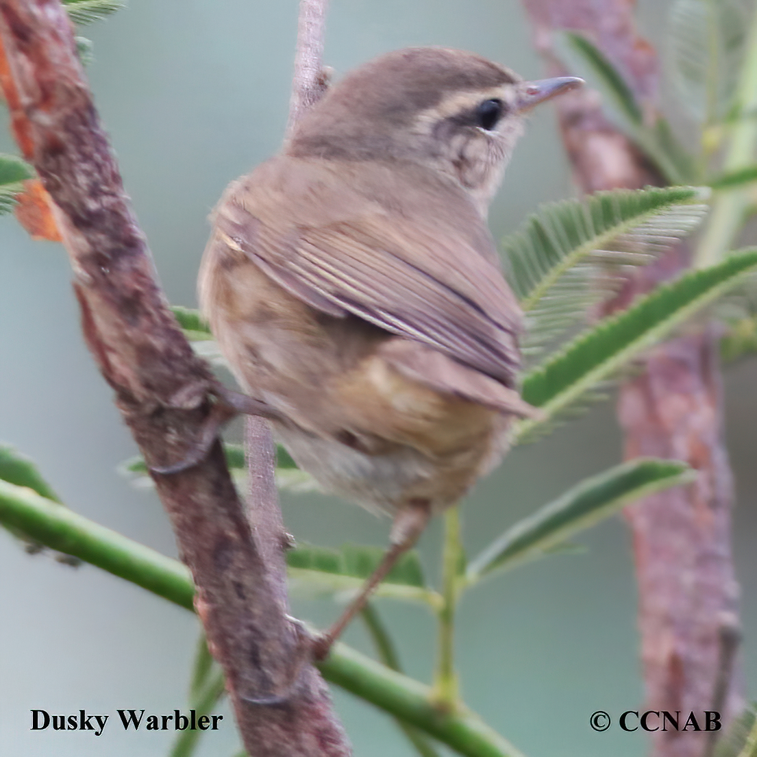 Dusky Warbler