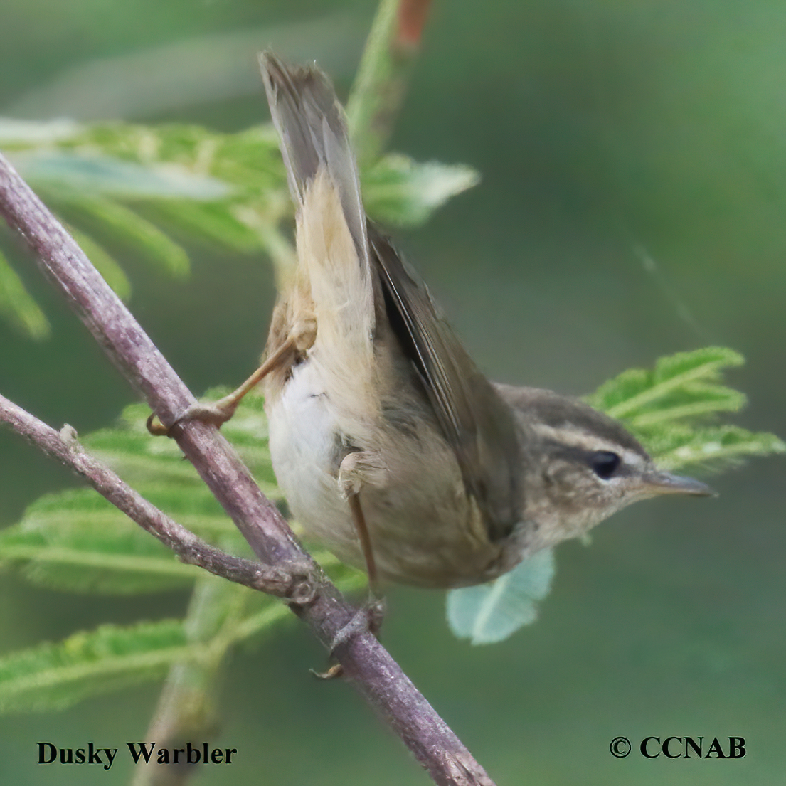 Dusky Warbler