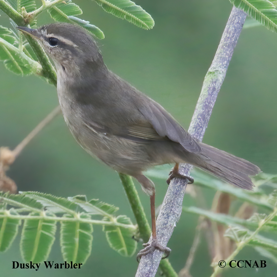 Dusky Warbler