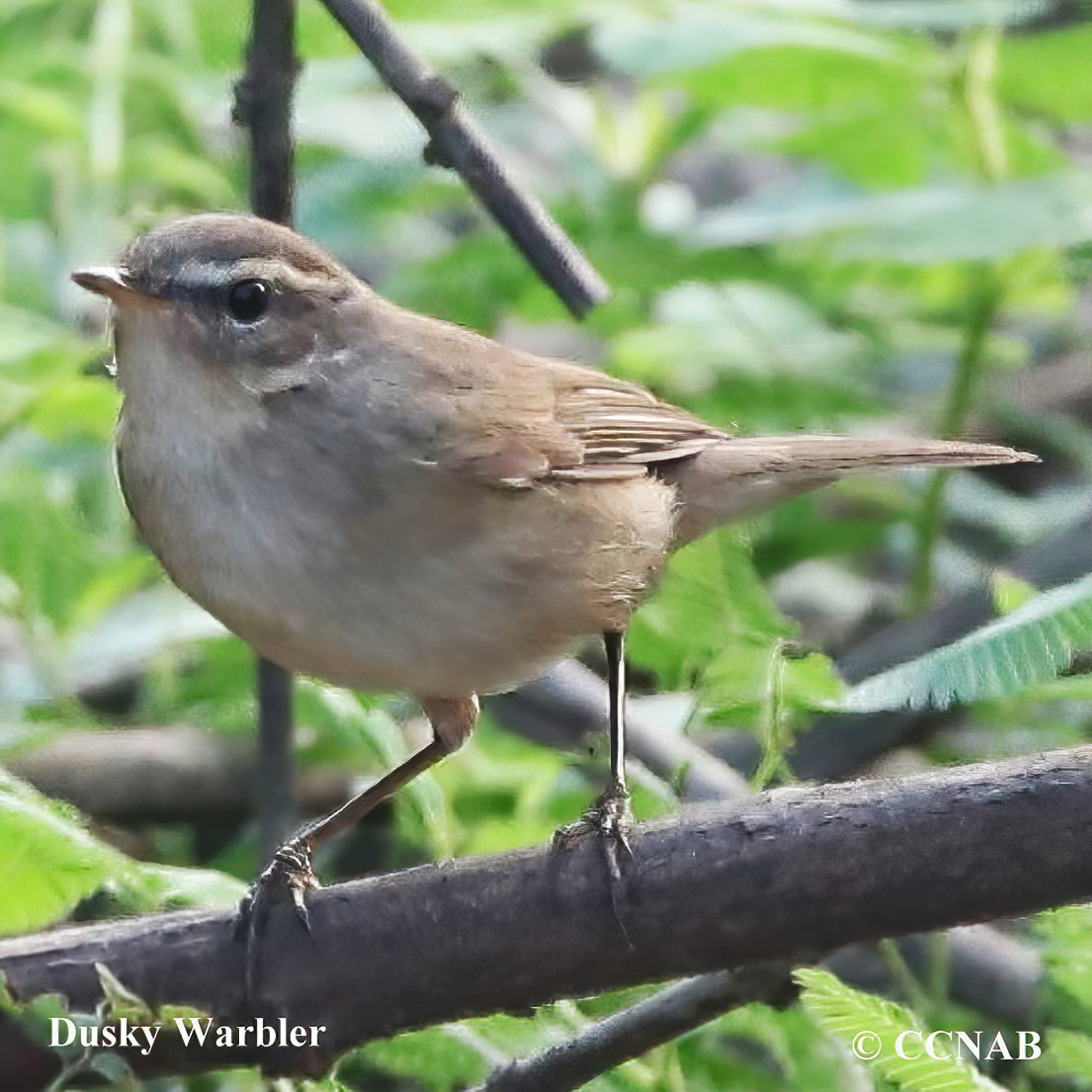 Birds of North America