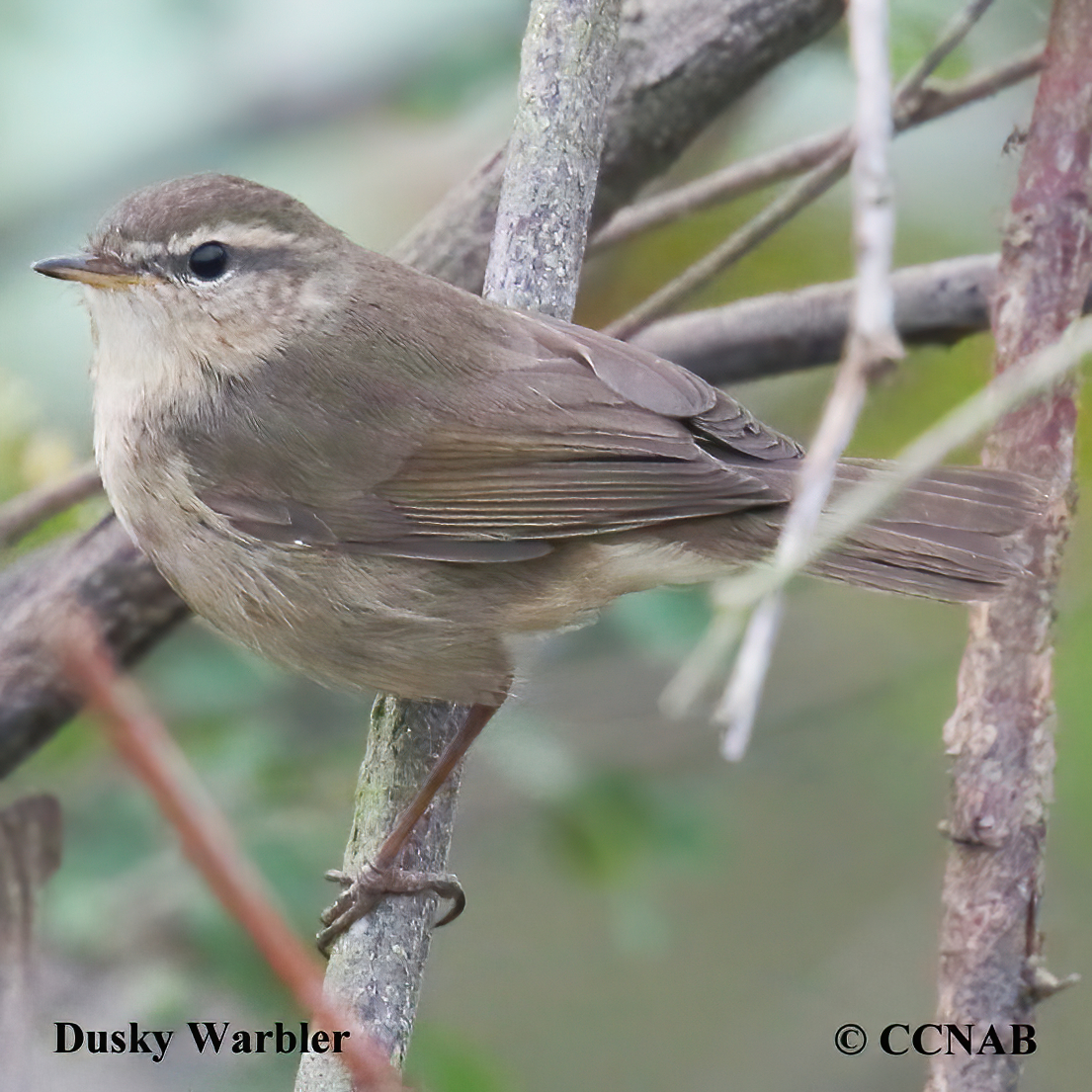 Dusky Warbler