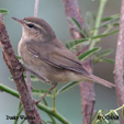 Dusky Warbler