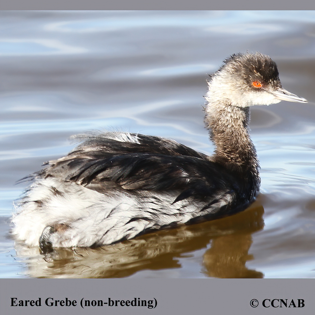 Eared Grebe