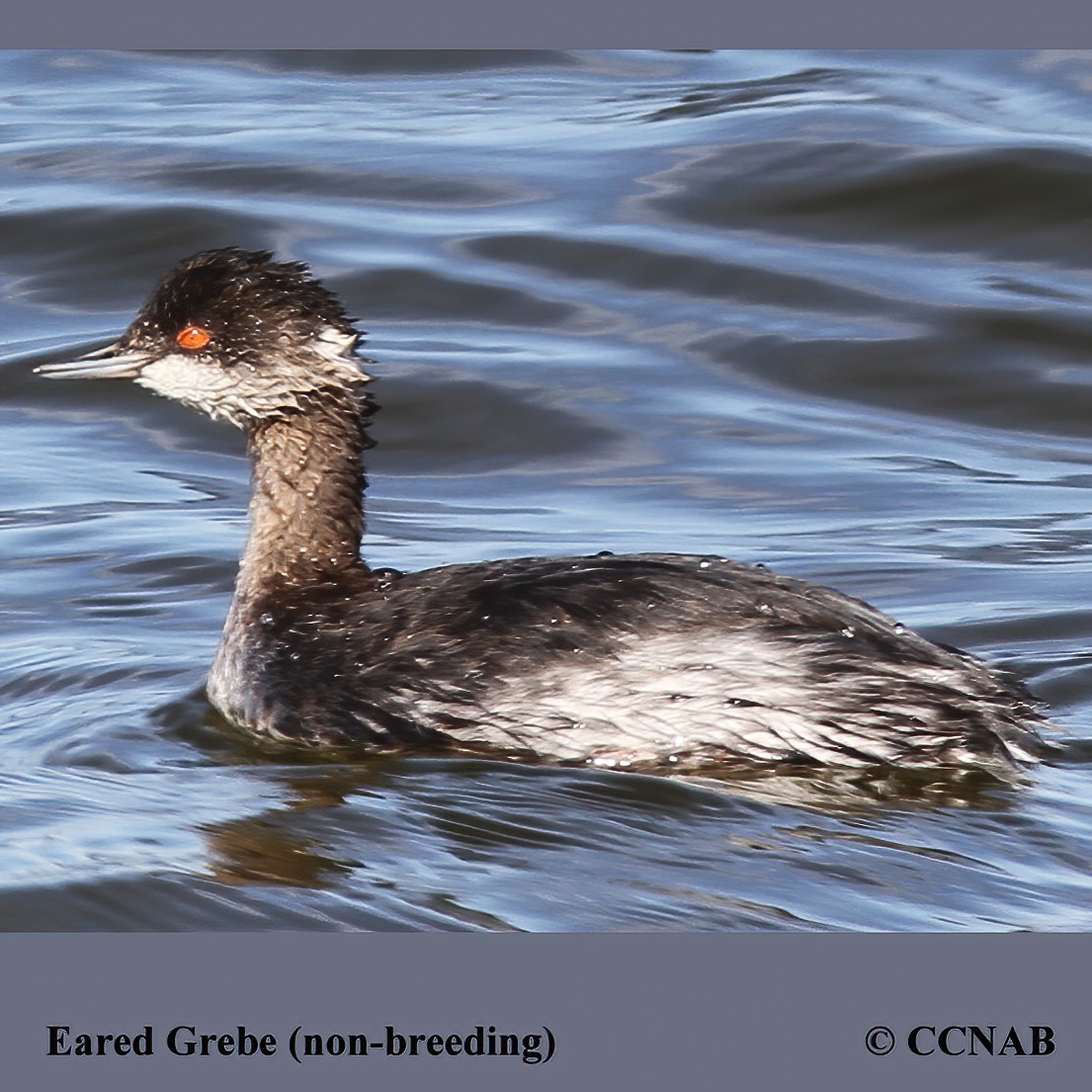 Eared Grebe