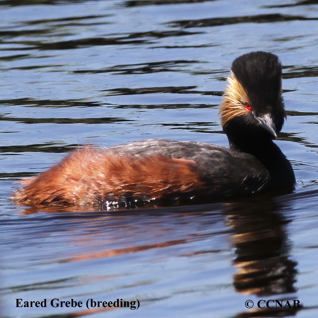 Eared Grebe