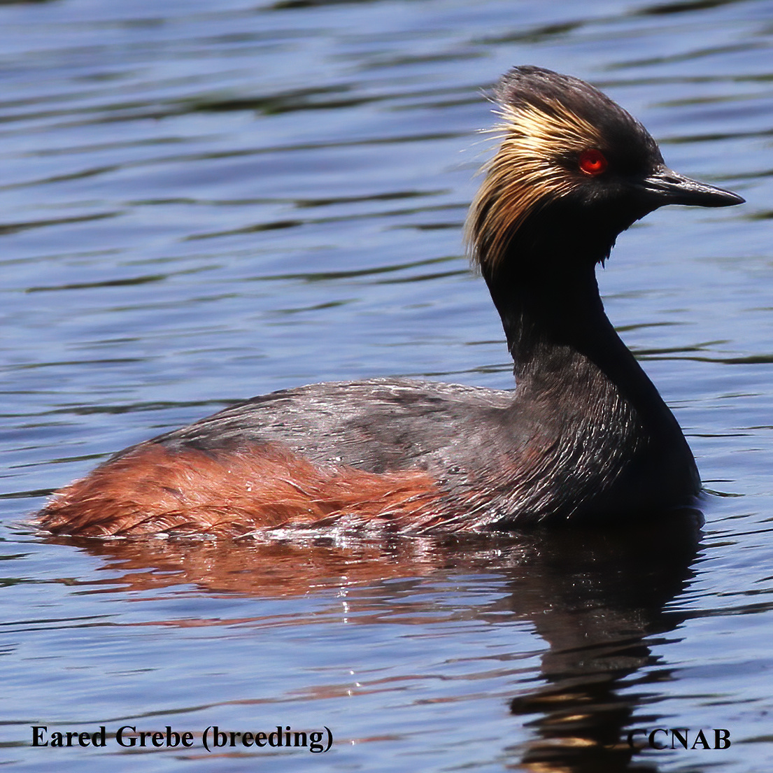 Birds of North America