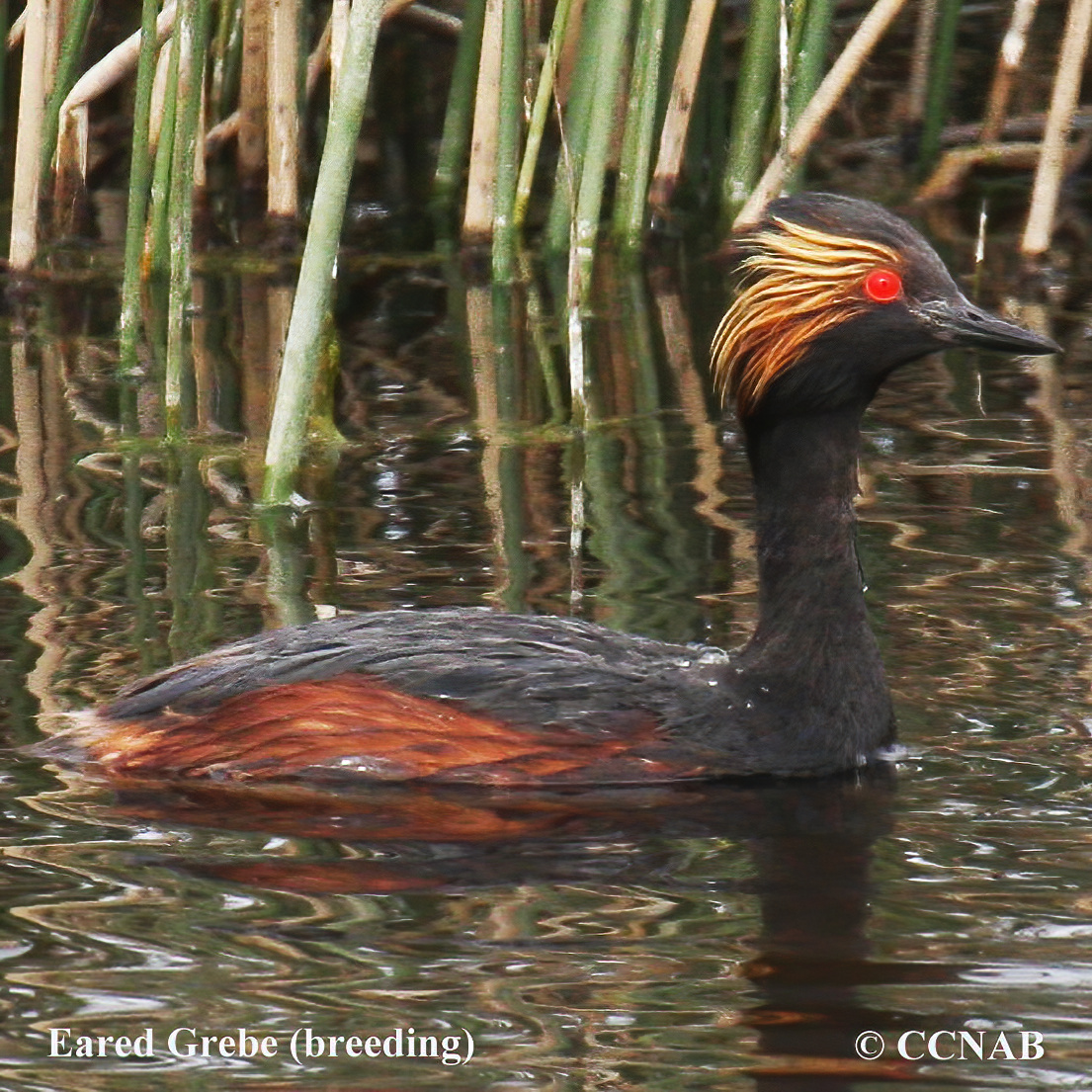 Eared Grebe