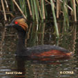 Eared Grebe range map