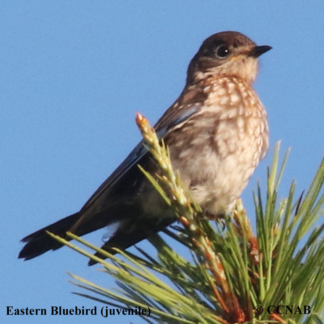 Eastern Bluebird