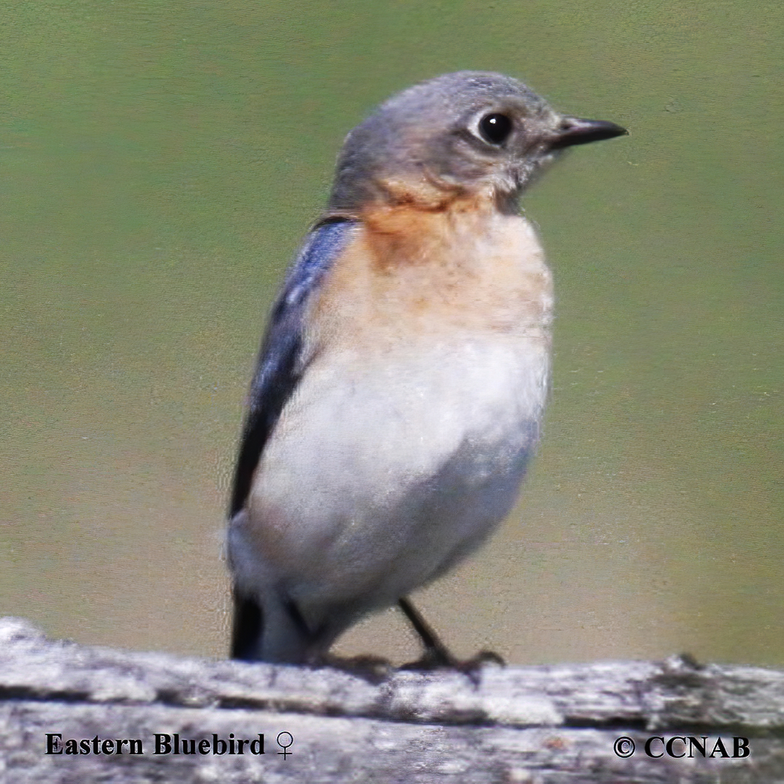 Eastern Bluebird