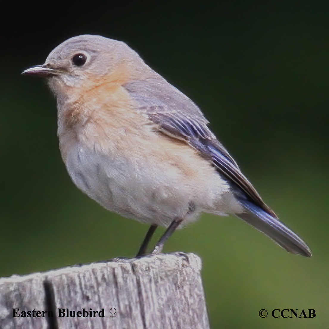 Eastern Bluebird