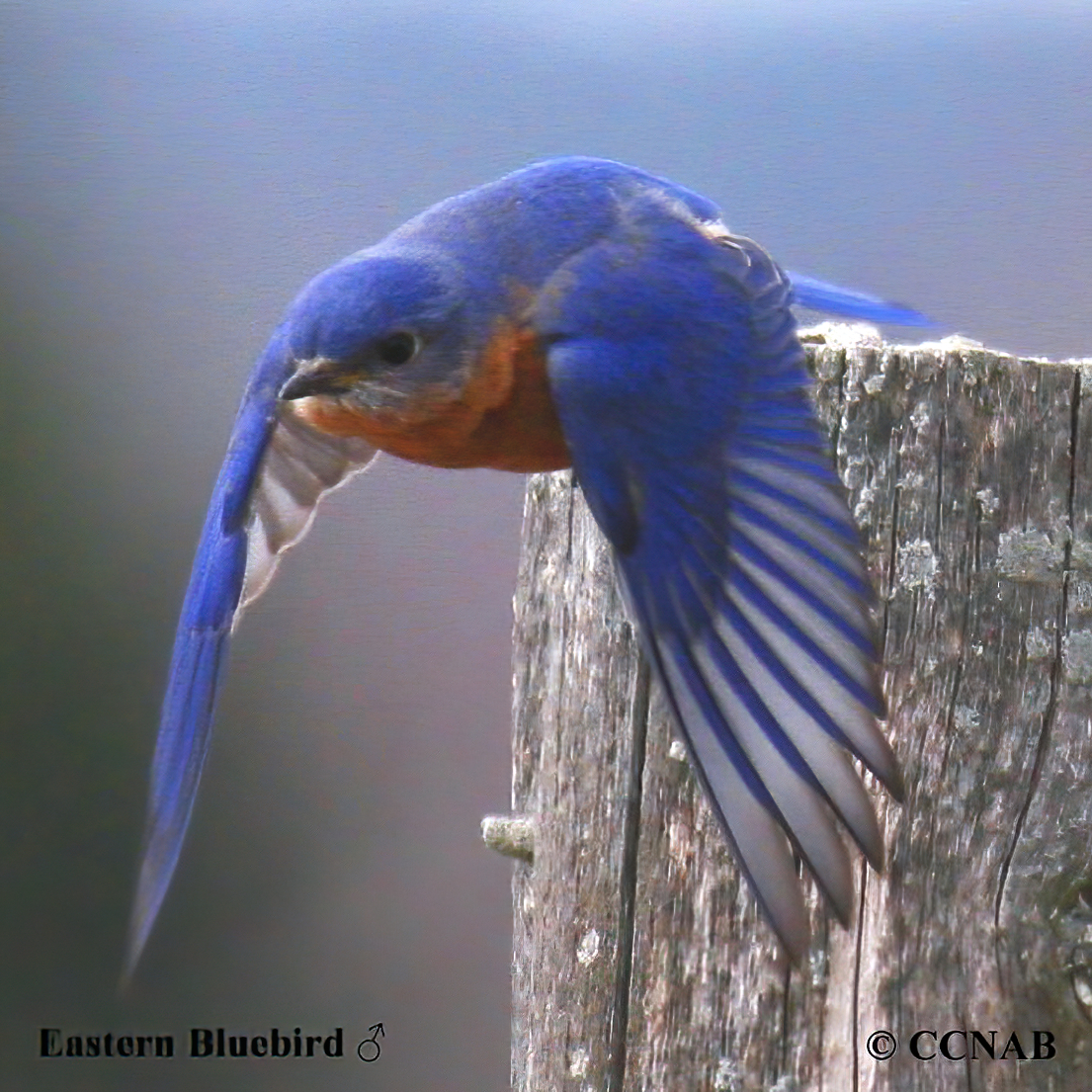 North American Bluebirds