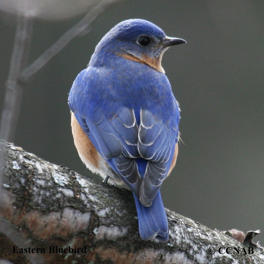 Eastern Bluebird