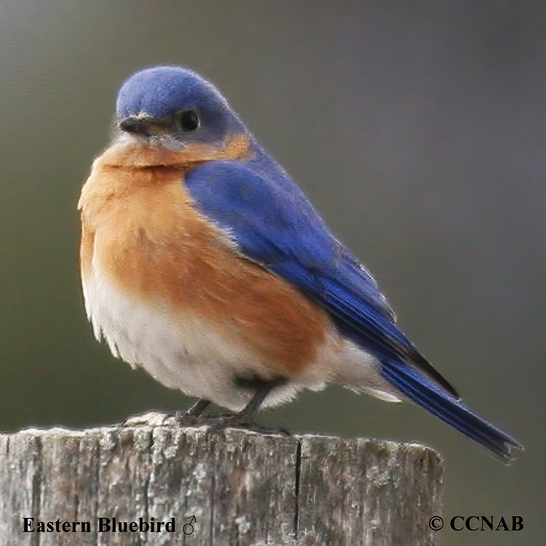 Eastern Bluebird