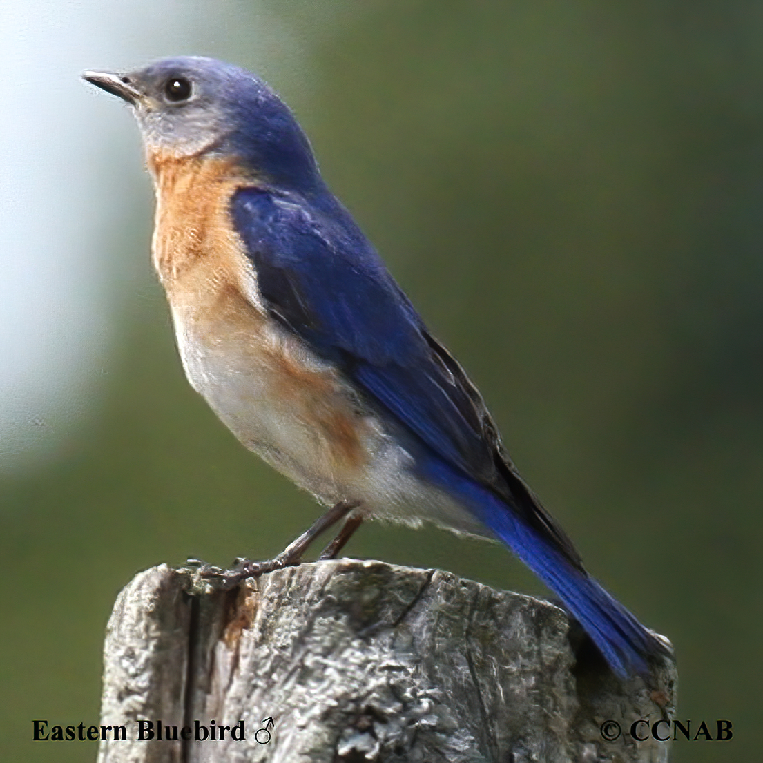 Birds of North America