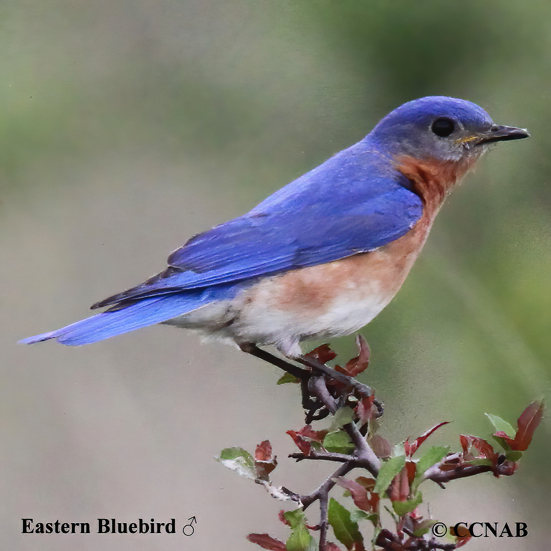 Eastern Bluebird