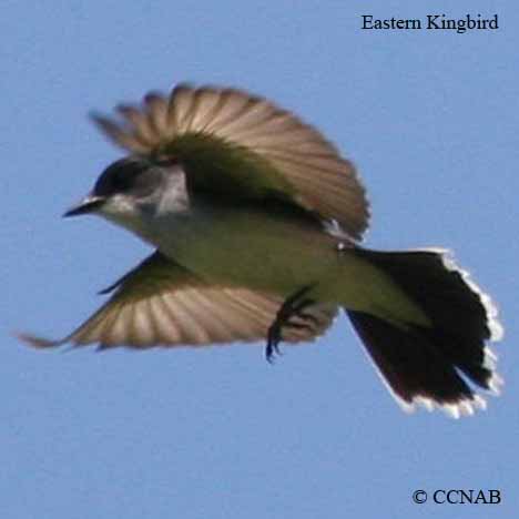 Eastern Kingbird