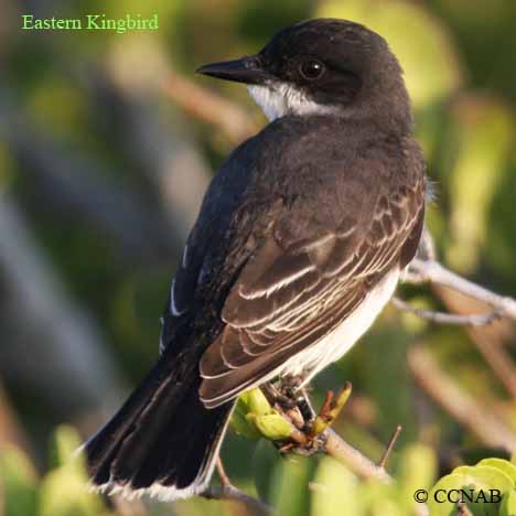 Eastern Kingbird