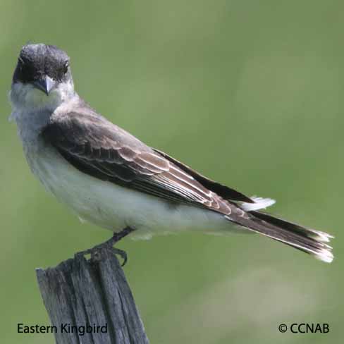 Eastern Kingbird