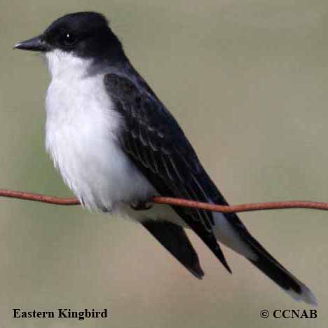 Eastern Kingbird