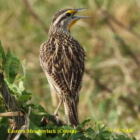 Eastern Meadowlark (Cuban)