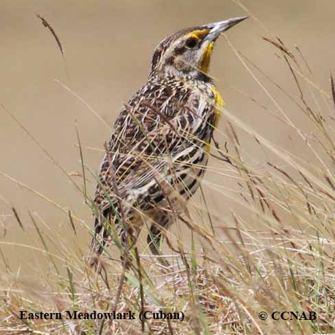 Eastern Meadowlark (Cuban)