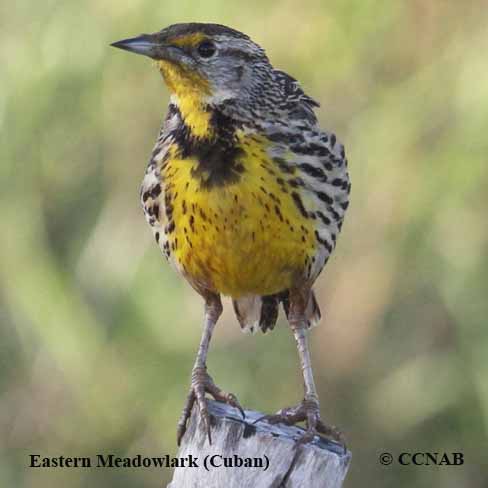 Eastern Meadowlark (Cuban)