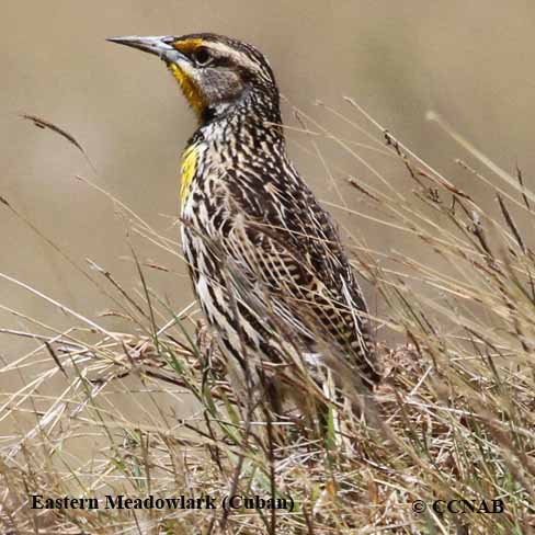 Eastern Meadowlark (Cuban)