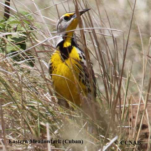 Eastern Meadowlark (Cuban)