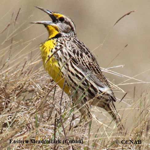 Birds of North America