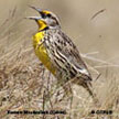 Eastern Meadowlark (Cuban) range map