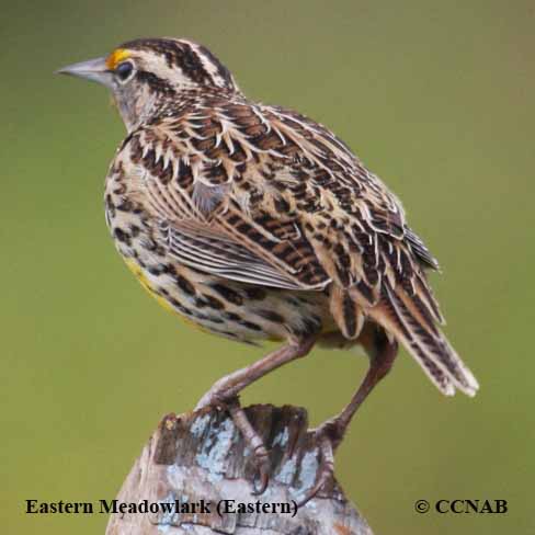 Birds of North America