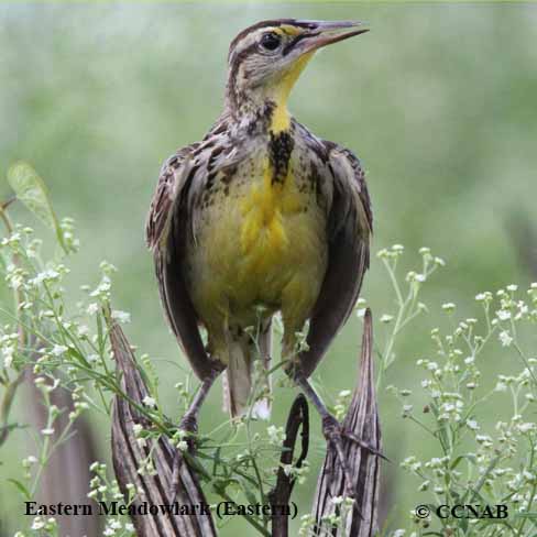 Eastern Meadowlark