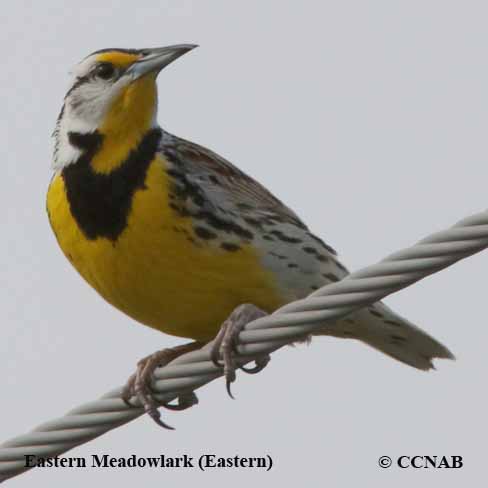 Eastern Meadowlark