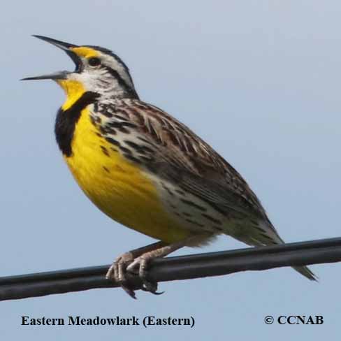 Birds of North America