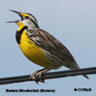 Eastern Meadowlark (Eastern) range map