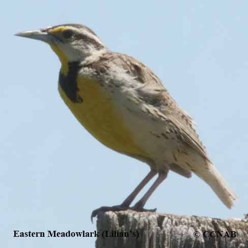 Birds of North America