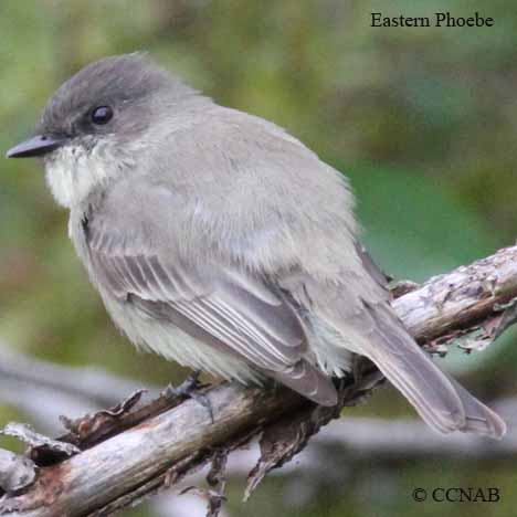 Eastern Phoebe