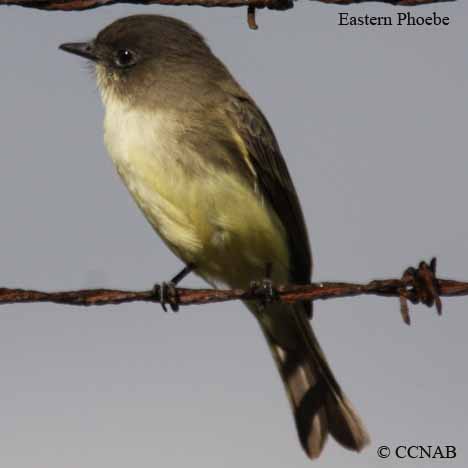 Birds of North America