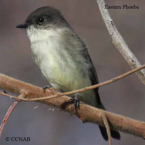 Eastern Phoebe