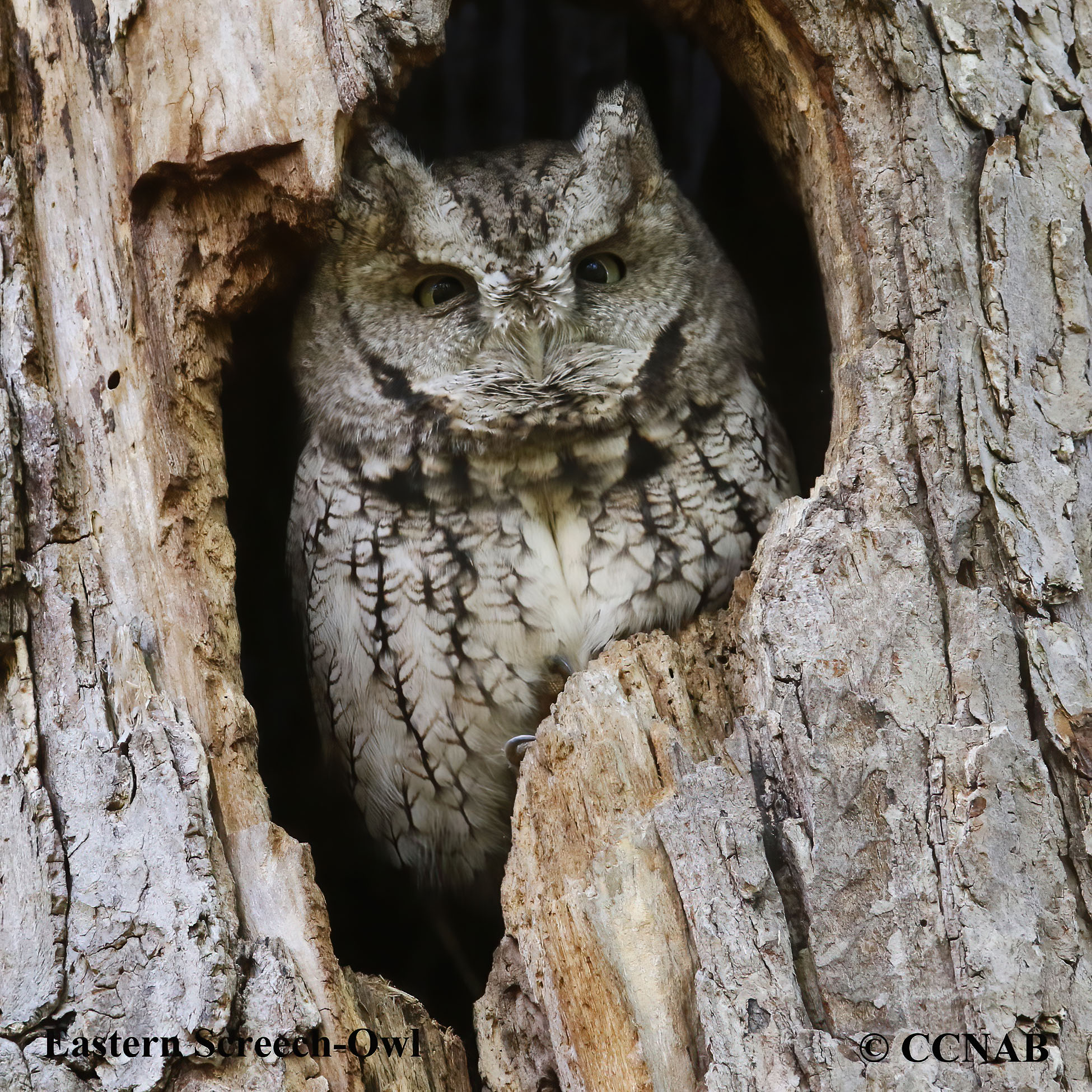 Eastern Screech-Owl