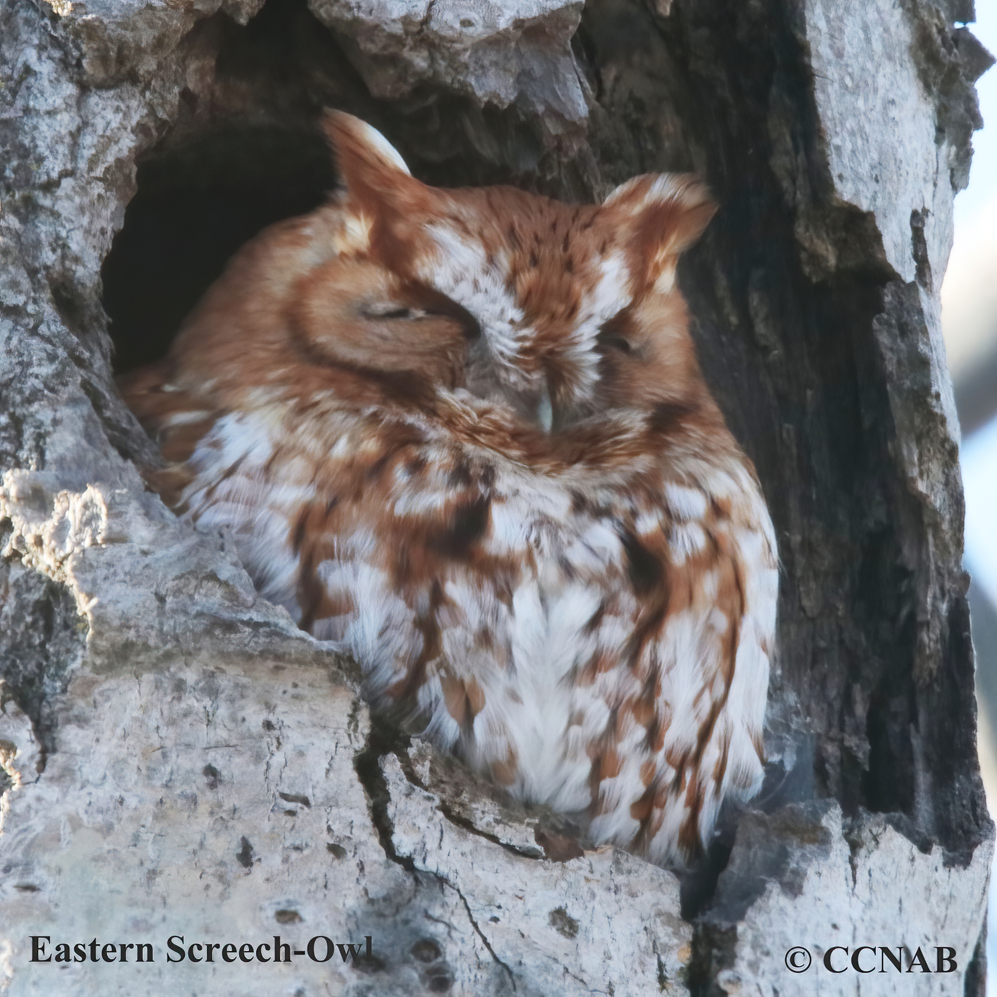 Eastern Screech-Owl