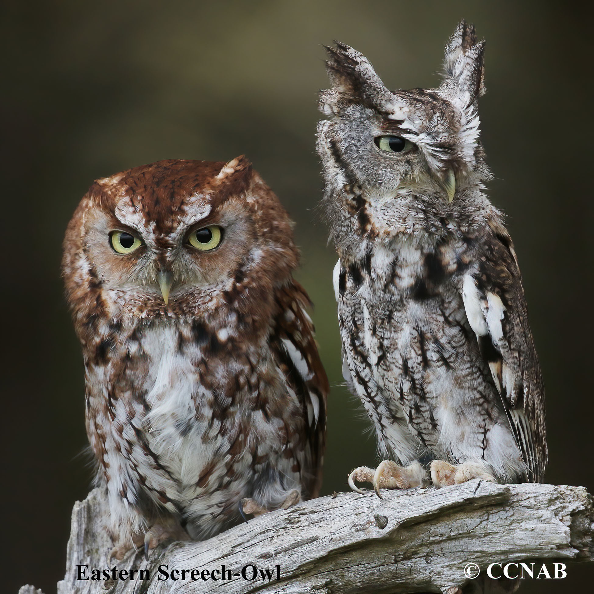 Eastern Screech-Owl