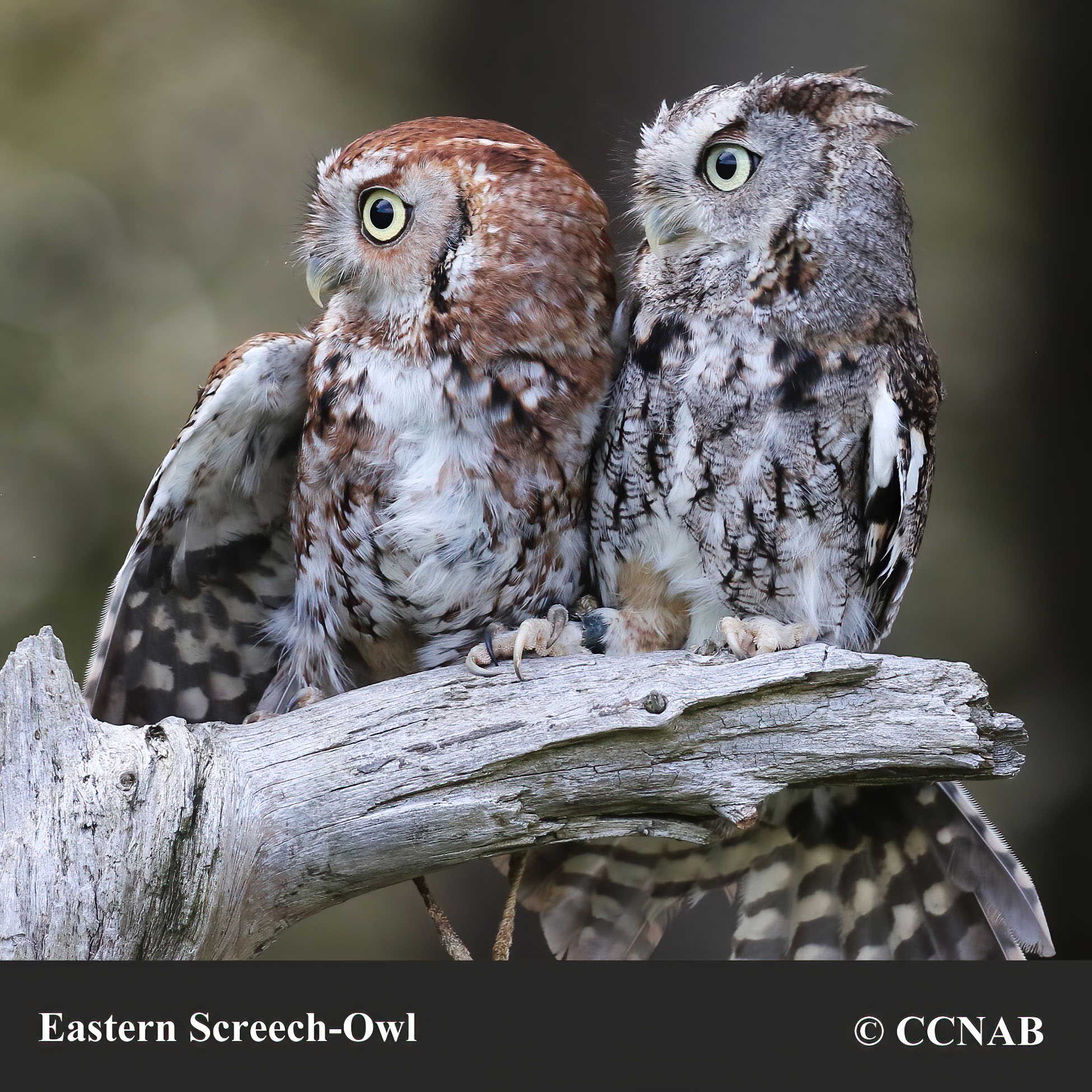 Eastern Screech-Owl