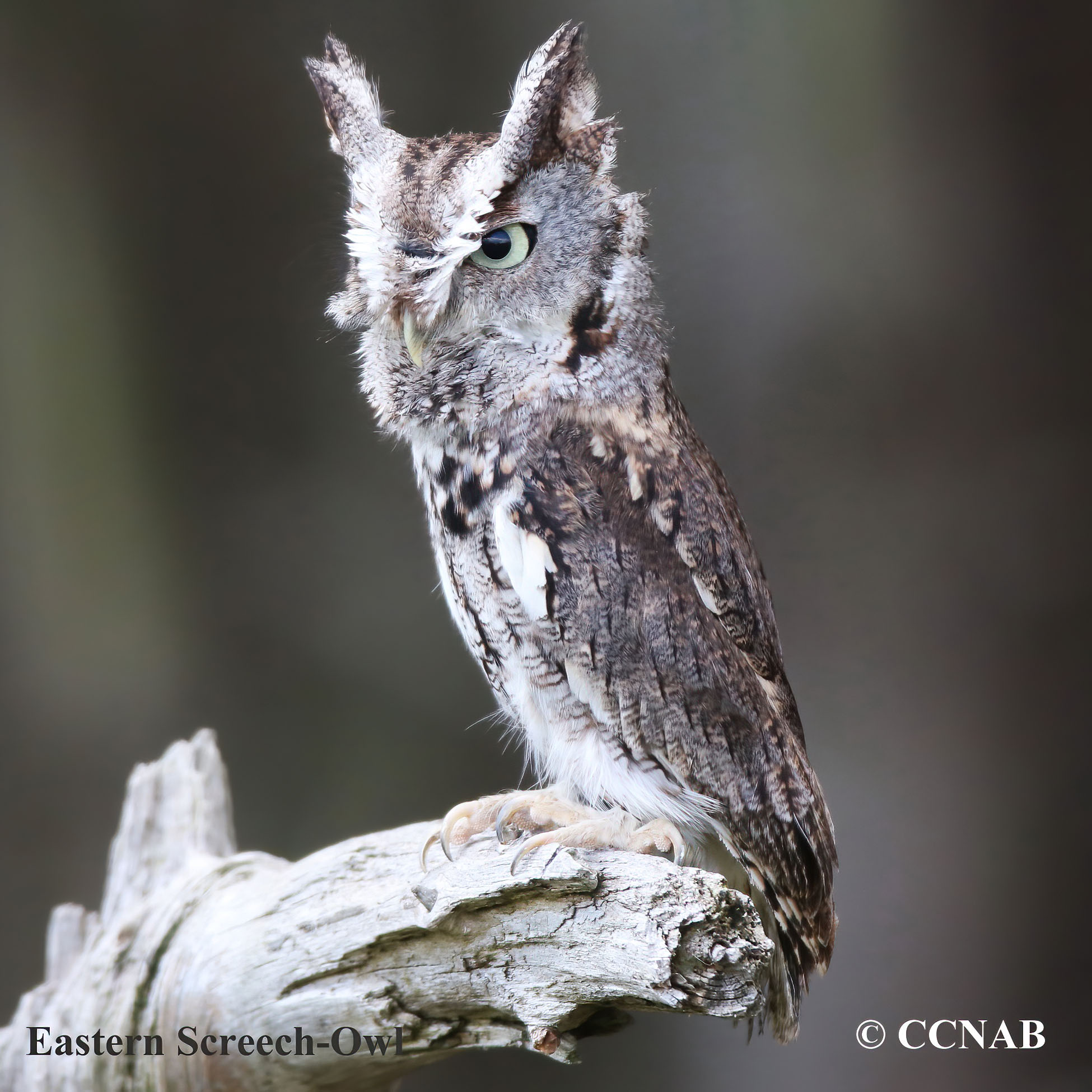 Birds of North America