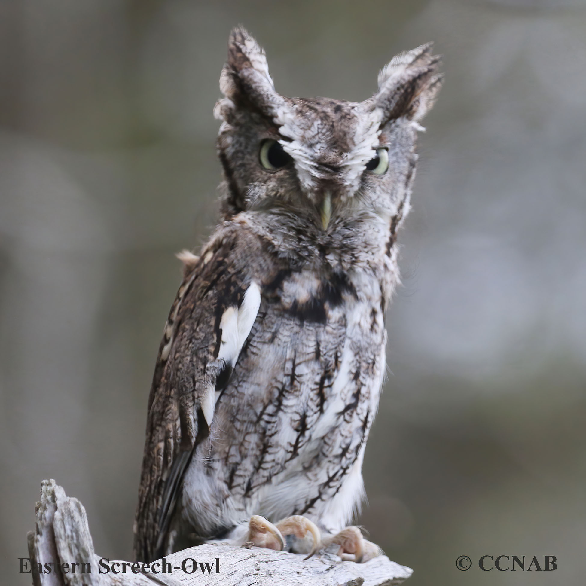 Eastern Screech-Owl