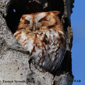 Eastern_Screech-Owl