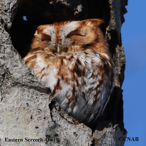 Eastern Screech-Owl range map